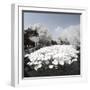 China 10MKm2 Collection - Another Look - Lotus Lake-Philippe Hugonnard-Framed Photographic Print