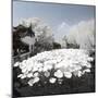 China 10MKm2 Collection - Another Look - Lotus Lake-Philippe Hugonnard-Mounted Photographic Print