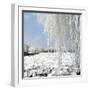 China 10MKm2 Collection - Another Look - Lotus Lake-Philippe Hugonnard-Framed Photographic Print