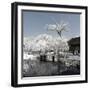 China 10MKm2 Collection - Another Look - Lotus Park-Philippe Hugonnard-Framed Photographic Print