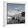 China 10MKm2 Collection - Another Look - Lotus Park-Philippe Hugonnard-Framed Photographic Print