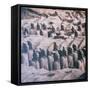 China 10MKm2 Collection - Army of Terracotta Warriors - Shaanxi Province-Philippe Hugonnard-Framed Stretched Canvas