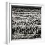 China 10MKm2 Collection - Army of Terracotta Warriors - Shaanxi Province-Philippe Hugonnard-Framed Photographic Print