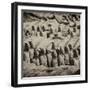 China 10MKm2 Collection - Army of Terracotta Warriors - Shaanxi Province-Philippe Hugonnard-Framed Photographic Print