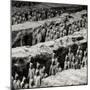 China 10MKm2 Collection - Army of Terracotta Warriors - Shaanxi Province-Philippe Hugonnard-Mounted Photographic Print