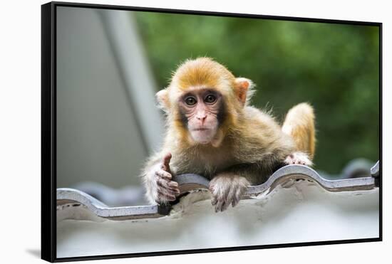 China 10MKm2 Collection - Baby Monkey-Philippe Hugonnard-Framed Stretched Canvas