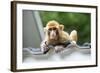 China 10MKm2 Collection - Baby Monkey-Philippe Hugonnard-Framed Photographic Print