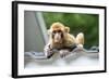 China 10MKm2 Collection - Baby Monkey-Philippe Hugonnard-Framed Photographic Print