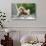 China 10MKm2 Collection - Baby Monkey-Philippe Hugonnard-Photographic Print displayed on a wall