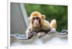 China 10MKm2 Collection - Baby Monkey-Philippe Hugonnard-Framed Photographic Print