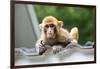 China 10MKm2 Collection - Baby Monkey-Philippe Hugonnard-Framed Photographic Print