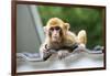 China 10MKm2 Collection - Baby Monkey-Philippe Hugonnard-Framed Photographic Print