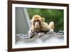 China 10MKm2 Collection - Baby Monkey-Philippe Hugonnard-Framed Photographic Print