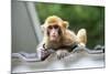 China 10MKm2 Collection - Baby Monkey-Philippe Hugonnard-Mounted Photographic Print