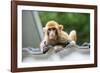 China 10MKm2 Collection - Baby Monkey-Philippe Hugonnard-Framed Photographic Print