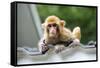 China 10MKm2 Collection - Baby Monkey-Philippe Hugonnard-Framed Stretched Canvas