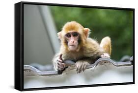 China 10MKm2 Collection - Baby Monkey-Philippe Hugonnard-Framed Stretched Canvas