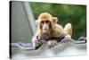 China 10MKm2 Collection - Baby Monkey-Philippe Hugonnard-Stretched Canvas