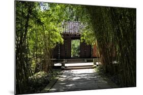 China 10MKm2 Collection - Bamboo Forest-Philippe Hugonnard-Mounted Photographic Print