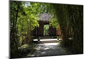 China 10MKm2 Collection - Bamboo Forest-Philippe Hugonnard-Mounted Photographic Print