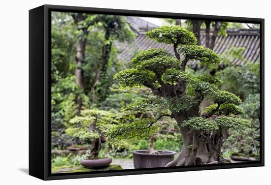 China 10MKm2 Collection - Bonsai Trees-Philippe Hugonnard-Framed Stretched Canvas