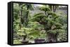 China 10MKm2 Collection - Bonsai Trees-Philippe Hugonnard-Framed Stretched Canvas