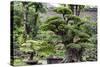 China 10MKm2 Collection - Bonsai Trees-Philippe Hugonnard-Stretched Canvas