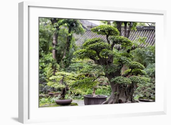 China 10MKm2 Collection - Bonsai Trees-Philippe Hugonnard-Framed Photographic Print