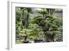 China 10MKm2 Collection - Bonsai Trees-Philippe Hugonnard-Framed Photographic Print