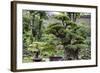 China 10MKm2 Collection - Bonsai Trees-Philippe Hugonnard-Framed Photographic Print