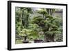 China 10MKm2 Collection - Bonsai Trees-Philippe Hugonnard-Framed Photographic Print