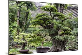 China 10MKm2 Collection - Bonsai Trees-Philippe Hugonnard-Mounted Photographic Print