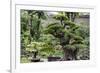 China 10MKm2 Collection - Bonsai Trees-Philippe Hugonnard-Framed Photographic Print