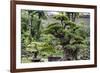 China 10MKm2 Collection - Bonsai Trees-Philippe Hugonnard-Framed Photographic Print