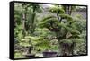 China 10MKm2 Collection - Bonsai Trees-Philippe Hugonnard-Framed Stretched Canvas