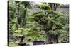 China 10MKm2 Collection - Bonsai Trees-Philippe Hugonnard-Stretched Canvas