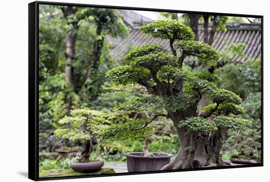 China 10MKm2 Collection - Bonsai Trees-Philippe Hugonnard-Framed Stretched Canvas