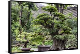 China 10MKm2 Collection - Bonsai Trees-Philippe Hugonnard-Framed Stretched Canvas