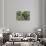 China 10MKm2 Collection - Bonsai Trees-Philippe Hugonnard-Stretched Canvas displayed on a wall