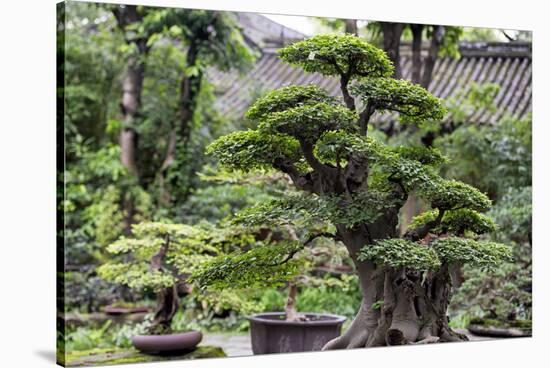 China 10MKm2 Collection - Bonsai Trees-Philippe Hugonnard-Stretched Canvas