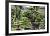 China 10MKm2 Collection - Bonsai Trees-Philippe Hugonnard-Framed Photographic Print