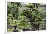 China 10MKm2 Collection - Bonsai Trees-Philippe Hugonnard-Framed Photographic Print