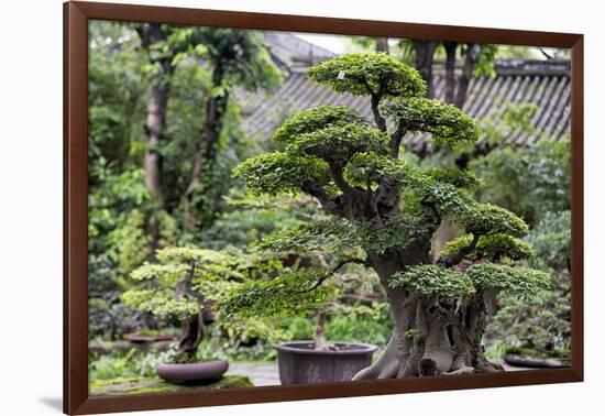 China 10MKm2 Collection - Bonsai Trees-Philippe Hugonnard-Framed Photographic Print