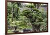 China 10MKm2 Collection - Bonsai Trees-Philippe Hugonnard-Framed Photographic Print