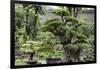 China 10MKm2 Collection - Bonsai Trees-Philippe Hugonnard-Framed Photographic Print