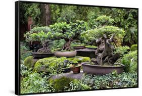 China 10MKm2 Collection - Bonsai Trees-Philippe Hugonnard-Framed Stretched Canvas