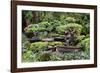 China 10MKm2 Collection - Bonsai Trees-Philippe Hugonnard-Framed Photographic Print