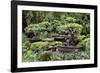 China 10MKm2 Collection - Bonsai Trees-Philippe Hugonnard-Framed Photographic Print