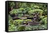 China 10MKm2 Collection - Bonsai Trees-Philippe Hugonnard-Framed Stretched Canvas