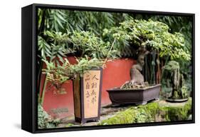 China 10MKm2 Collection - Bonsai Trees-Philippe Hugonnard-Framed Stretched Canvas